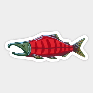 Pacific Salmon - Sockeye Salmon Sticker